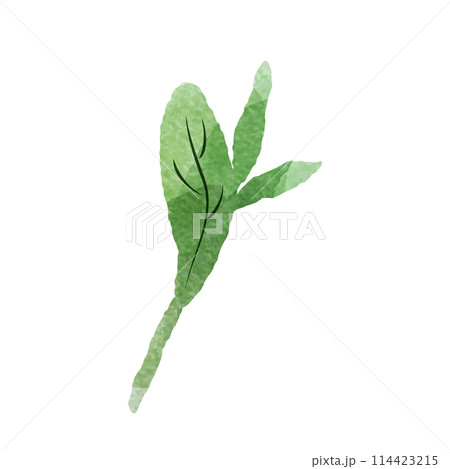 シンプルな緑色の葉っぱの水彩イラスト 114423215