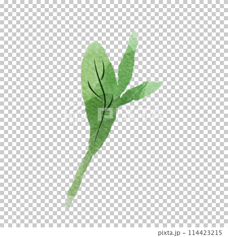 シンプルな緑色の葉っぱの水彩イラスト 114423215
