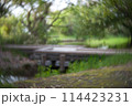 湿地帯にかかる橋 114423231