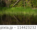 湿地帯の沼 114423232