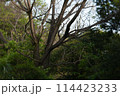 湿地帯の樹木 114423233