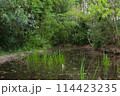 湿地帯の沼 114423235