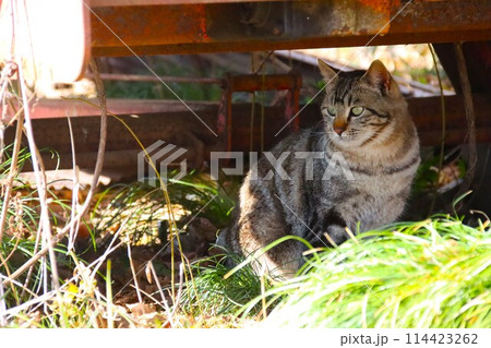 雑木林に置かれた重機の下に座って見つめる地域猫の光景 114423262