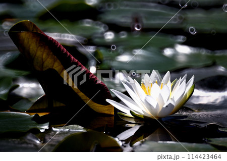 白い睡蓮の花 114423464