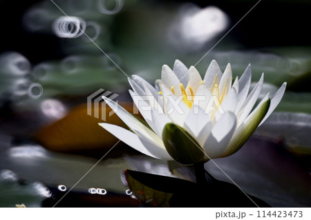 白い睡蓮の花 114423473