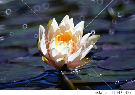 白い睡蓮の花 114423475