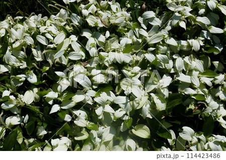 初夏の半夏生 初夏の半夏生 114423486