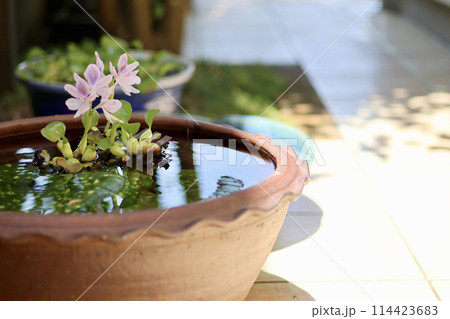 睡蓮鉢が並ぶ涼しげな中庭 日本の夏の景色 納涼 夏の風物詩 風流な和と洋の庭の融合 睡蓮鉢が並ぶ涼しげな中庭 日本の夏の景色 納涼 夏の風物詩 風流な和と洋の庭の融合 114423683