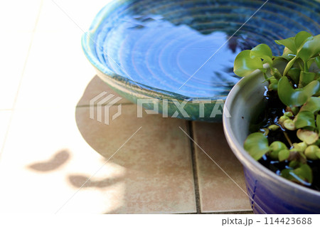 睡蓮鉢が並ぶ涼しげな中庭 日本の夏の景色 納涼 夏の風物詩 風流な和と洋の庭の融合 睡蓮鉢が並ぶ涼しげな中庭 日本の夏の景色 納涼 夏の風物詩 風流な和と洋の庭の融合 114423688