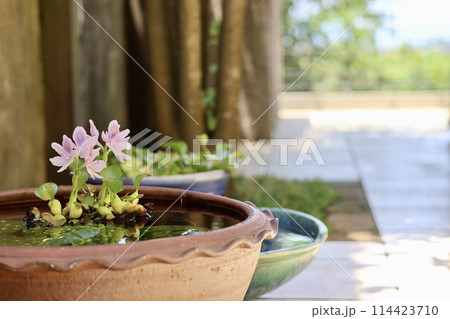 睡蓮鉢が並ぶ涼しげな中庭　日本の夏の景色　納涼　夏の風物詩　風流な和と洋の庭の融合 114423710