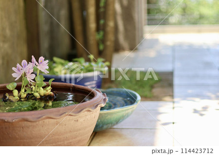 睡蓮鉢が並ぶ涼しげな中庭　日本の夏の景色　納涼　夏の風物詩　風流な和と洋の庭の融合 114423712