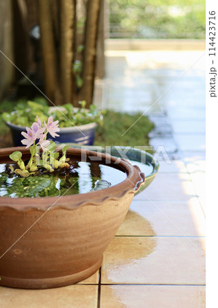 睡蓮鉢が並ぶ涼しげな中庭 日本の夏の景色 納涼 夏の風物詩 風流な和と洋の庭の融合 睡蓮鉢が並ぶ涼しげな中庭 日本の夏の景色 納涼 夏の風物詩 風流な和と洋の庭の融合 114423716