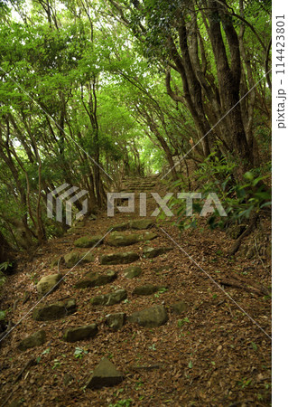 長井坂(熊野古道)   【和歌山県すさみ町】 114423801