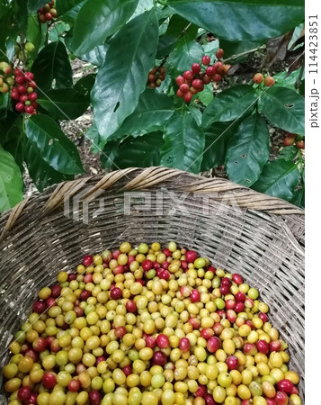 赤と黄色のコーヒーの実の収穫　 114423851
