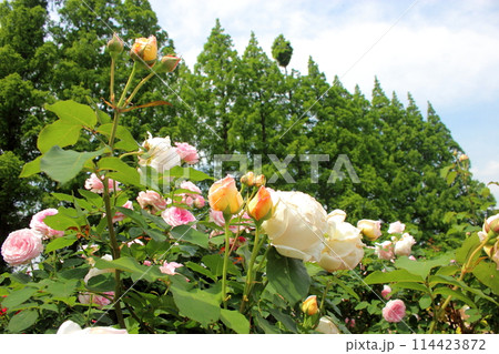 総合農事センター 花農丘公園のバラ園 総合農事センター 花農丘公園のバラ園 114423872