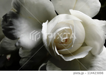 春の薔薇 春の薔薇 114423898