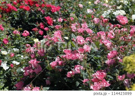 春の薔薇 114423899