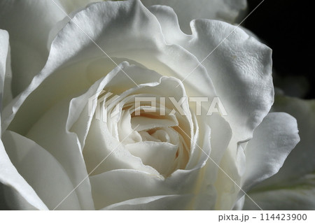 春の薔薇 114423900