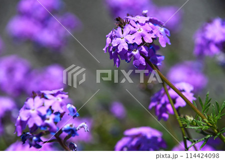 ヒメビジョザクラ（姫美女桜） 114424098