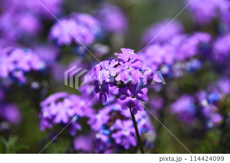 ヒメビジョザクラ(姫美女桜) ヒメビジョザクラ(姫美女桜) 114424099