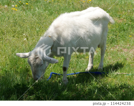 食事中のヤギ 食事中のヤギ 114424238