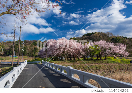 桜が咲く内山の里　足柄の里景色 114424291