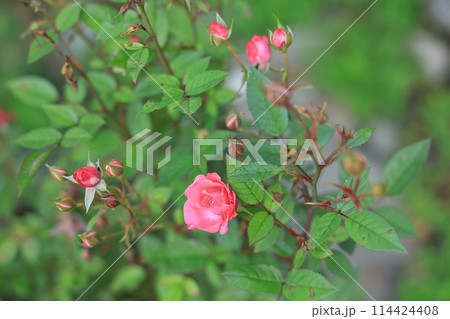 山紫陽花 山紫陽花 114424408