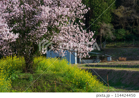 内山の春　春めき桜と菜の花 114424450