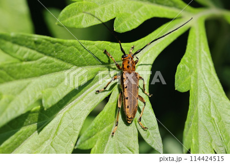 自然 昆虫 ヤツメカミキリ、名前の由来は前翅の縁の四個づつの黒点。ヤツメウナギを連想した 自然 昆虫 ヤツメカミキリ、名前の由来は前翅の縁の四個づつの黒点。ヤツメウナギを連想した 114424515