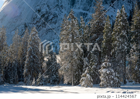 Snow-covered Trees in Yosemite Snow-covered Trees in Yosemite 114424567