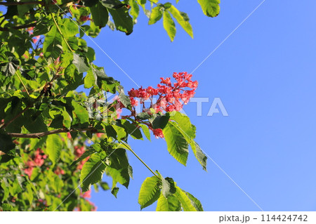 満開の紅花栃の木(ベニバナトチノキ) 満開の紅花栃の木(ベニバナトチノキ) 114424742