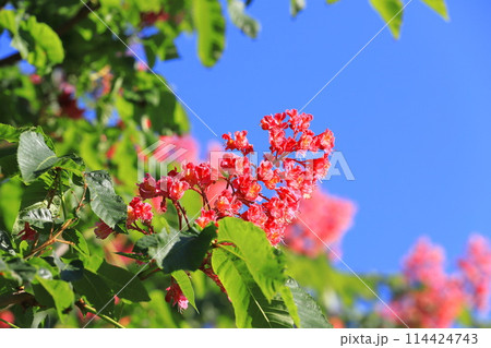 満開の紅花栃の木（ベニバナトチノキ） 114424743