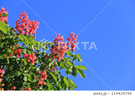 満開の紅花栃の木（ベニバナトチノキ） 114424744
