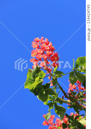 満開の紅花栃の木（ベニバナトチノキ） 114424745