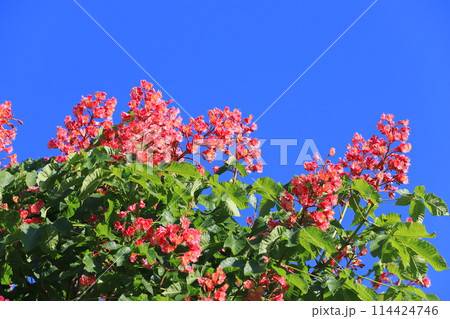 満開の紅花栃の木（ベニバナトチノキ） 114424746