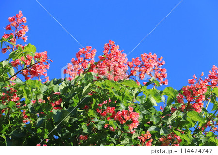 満開の紅花栃の木（ベニバナトチノキ） 114424747