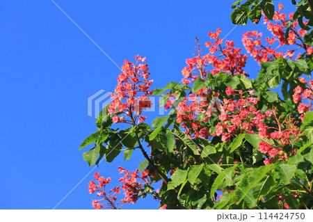 満開の紅花栃の木(ベニバナトチノキ) 満開の紅花栃の木(ベニバナトチノキ) 114424750