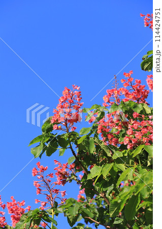 満開の紅花栃の木(ベニバナトチノキ) 満開の紅花栃の木(ベニバナトチノキ) 114424751