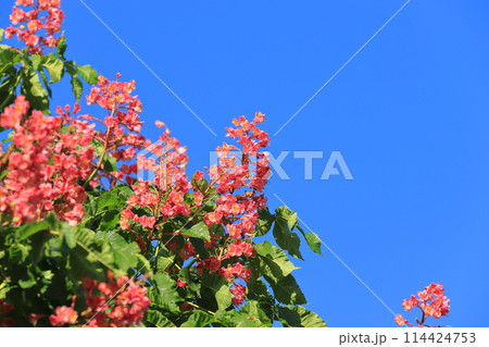 満開の紅花栃の木（ベニバナトチノキ） 114424753