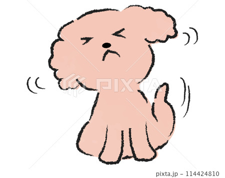 後ろ足で頭を掻くトイプードル 114424810