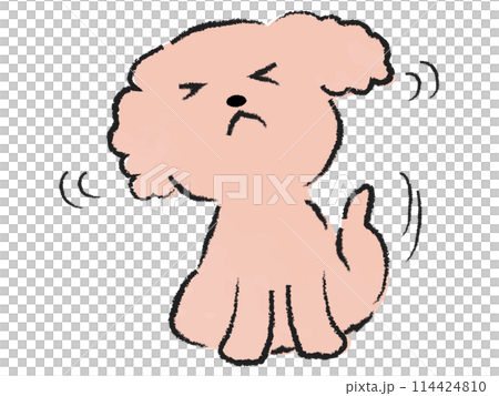 後ろ足で頭を掻くトイプードル 114424810