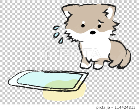 トイレを失敗し反省する犬　チワワ 114424813