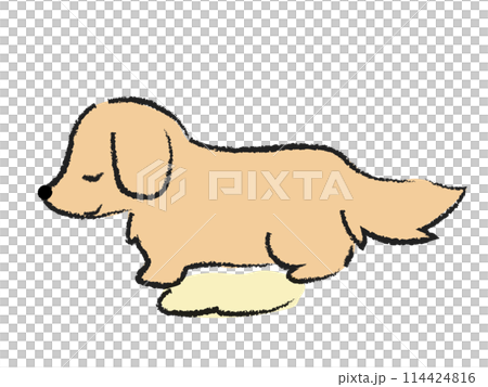 おしっこをする犬　ダックス 114424816