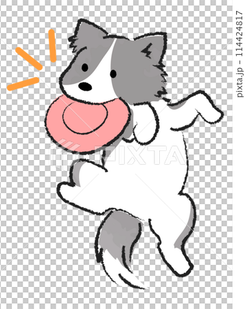 Dog catching a frisbee: Border collie Dog catching a frisbee: Border collie 114424817