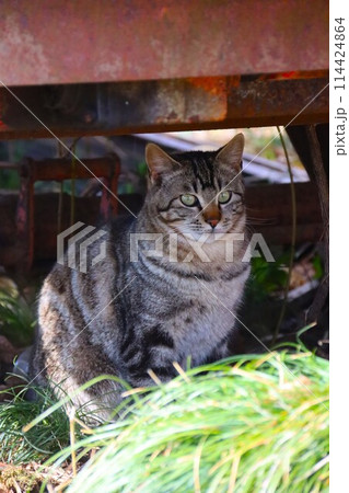 里山に置かれた重機の下に座って見つめる野良猫 里山に置かれた重機の下に座って見つめる野良猫 114424864
