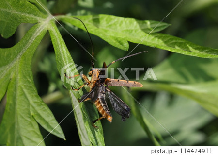 自然　昆虫　ヤツメカミキリ、翅を開くと。腹部の背中側は黒褐色、いつみても後翅のたたみ方が複雑 114424911