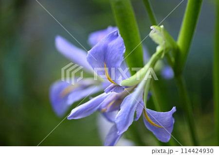 初夏のハナショウブ（花菖蒲） 114424930