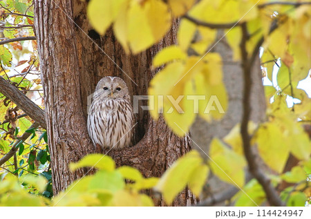 エゾフクロウが黄昏ている エゾフクロウが黄昏ている 114424947