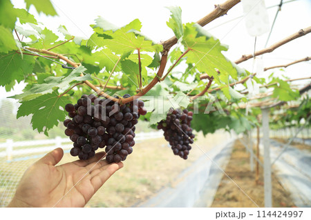 grapes fruit hanging on tree in organic fruit farm grapes fruit hanging on tree in organic fruit farm 114424997