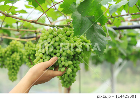farmer hold young raw green grapes on wire in organic farm of grapes farmer hold young raw green grapes on wire in organic farm of grapes 114425001